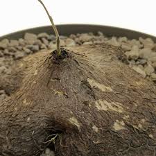 Image result for Dioscorea sylvatica