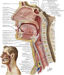 Tracheal Intubation And Endoscopic Anatomy Basicmedical Key