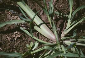 Image result for Echinochloa brevipedicellata