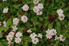Ein platz im halbschatten oder unter einem grossen baum ist dagegen wenig geeignet. Teppicgverbene Gartnerei Online Krauterversand Evi Gampl