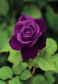 We did not find results for: Detail Gambar 900 Ide Bunga Mawar Bunga Mawar Hybrid Tea Rose