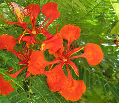 Tropical flowering trees for sale. Id Please Tropical Flower Tree Flowering Trees Tropical Plants Planting Flowers