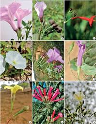 Image result for Ipomoea parasitica
