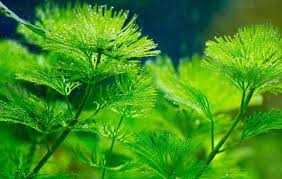 Image result for Cabombaceae