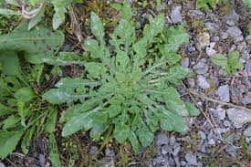 Image result for Nectaropetalum