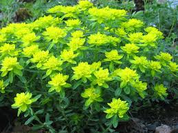 Image result for Euphorbia williamsonii