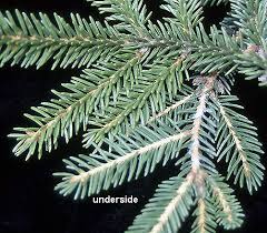 Leaves small green, close to stem. Picea Orientalis Landscape Plants Oregon State University