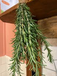 Pruning rosemary plants and bushes are necessary at least once a year to make sure the plant is kept healthy, lives longer, and is formed in a. Rosemary From My Bush That I Pruned Back Quite A Bit Last Autumn Giving It Another Good Prune As It Is Still Quite Woody Greenwitch