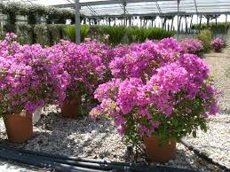 Image result for Aedesia glabra