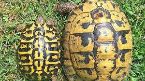 Eastern Vs Western Hermanns Tortoise Differences Of Pet