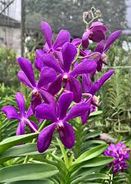 Image result for Rhynchosia luteola