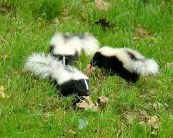 Natural Skunk Repellant Ammonia And Citrus Skunk Repellent Skunk Animals