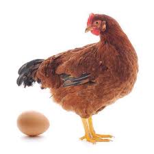 Seperti apa gambaran peternakan ayam petelur, ayam ketawa. 10 Jenis Ayam Petelur Terbaik Untuk Diternak Beserta Ciri Cirinya