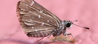 Rentokil, the experts in pest control, has grown to become australia's largest and most. Moths As Pests Signs Prevention And Control Pestrol Australia