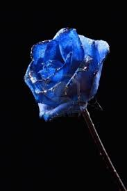 Real Black And Blue Flowers Sparkling Blue Rose On The Black Background Blue Rose Blue Aesthetic Black Backgrounds
