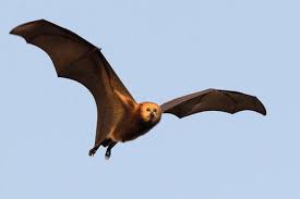 Jul 22, 2021 · bat conservation international scholars contribute new knowledge to our understanding of bat ecology and conservation, improving our ability to save bats around the globe from extinction. Why Mauritius Is Culling An Endangered Fruit Bat That Exists Nowhere Else