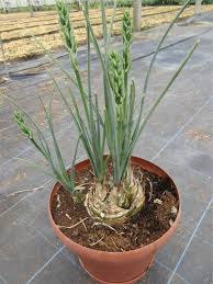 Image result for Albuca
