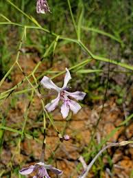 Image result for Afrosolen