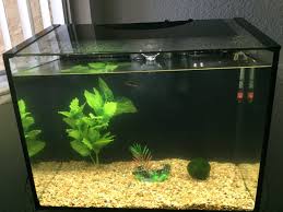 Should I Keep The Light On During The Day In My Betta S 10 Gallon Tank My Aquarium Club