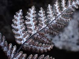 Image result for Aleuritopteris welwitschii