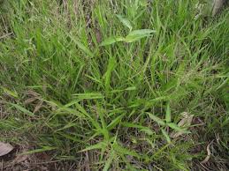 Image result for Steinchisma laxum