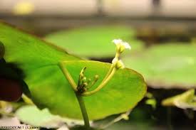 Image result for Nymphoides brevipedicellata