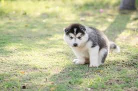 Raw foods added to a dog's or cat's. Got A Constipated Puppy The Help You Need Is Right Here
