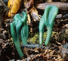 Image result for Microglossa densiflora