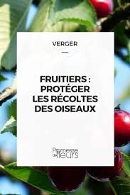 fruitiers proteger ses recoltes des oiseaux fruitier arbre fruitier jardin fruitier