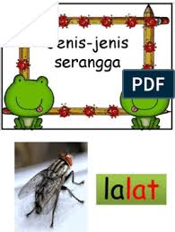 Term of use please note,this product is for personal classroom use by a single. Ppt Serangga