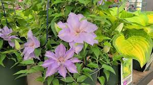 We did not find results for: Clematis Tranquillite Compact Free Flowering Semi Double Vine In Soft Subtle Shades Youtube