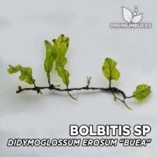 Image result for Didymoglossum erosum