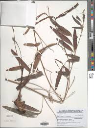 Image result for Sphenostylis