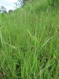 Image result for Digitaria nitens