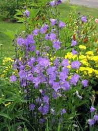 We did not find results for: Deer Resistant Plants Deer Resistant Garden Deer Resistant Plants Plants