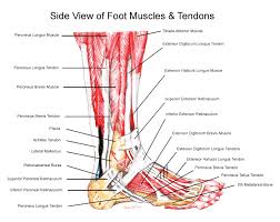 The anterior talofibular ligament (atfl), which connects the front of the talus bone to a long bone in the lower leg called the fibula; Anatomy Of The Ankle Elliot S Site