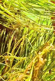 Image result for Ceratophyllum submersum