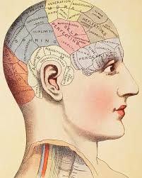 A Phrenological Map Of The Human Brain Poster