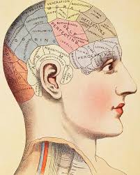 a phrenological map of the human brain poster