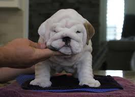 The olde english bulldogge has a short tail, rounded chest, and compact, muscular body. English Bulldog Puppies For Sale