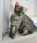Egyptian Mau Cat Breed Profile | Petfinder