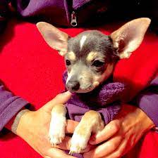 Chihuahua Mini Azul Luna Cabeza De Ciervo Chihuahua Cabeza De Ciervo Ciervo