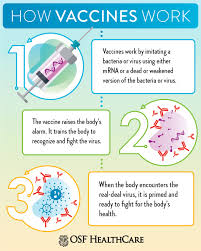 Mrna vaccines are the newest approach. How Vaccines Work To Protect Us Osf Healthcare