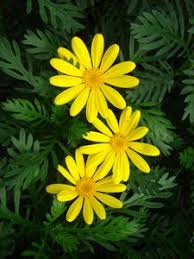 Image result for Chrysanthemoides