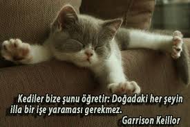 Kedi Ile Ilgili Sozler Guzel Sozler