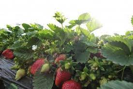 Factors which affect the marijuana watering schedule. Caring For Strawberries In Hot Conditions Growing Strawberries In Hot Climates