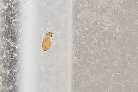 Inspect areas with plumbing for. We Ve Found A Few Of These Guys In Our Bathroom On The Window Window Is In The Shower Is This A Springtail Pestcontrol