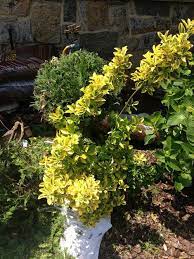 I do not think you have to keep them 'open'. How To Shape Golden Euonymus