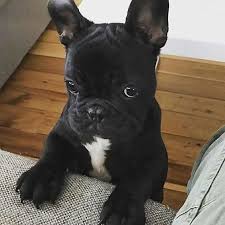 Bull Dog Frances Cachorros Rosario Perros De Raza Corto En Mercado Libre Argentina Su alimentación, sus cuidados y su adiestramiento. mercado libre