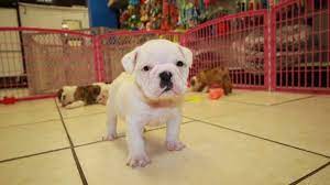 Check spelling or type a new query. Puppies For Sale Local Breeders English Bulldog Puppies For Sale Near Savannah Ga At Puppies For Sale Local Breeders